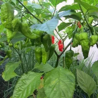 thumbnail for publication: Pepper Production in Miami-Dade County, Florida